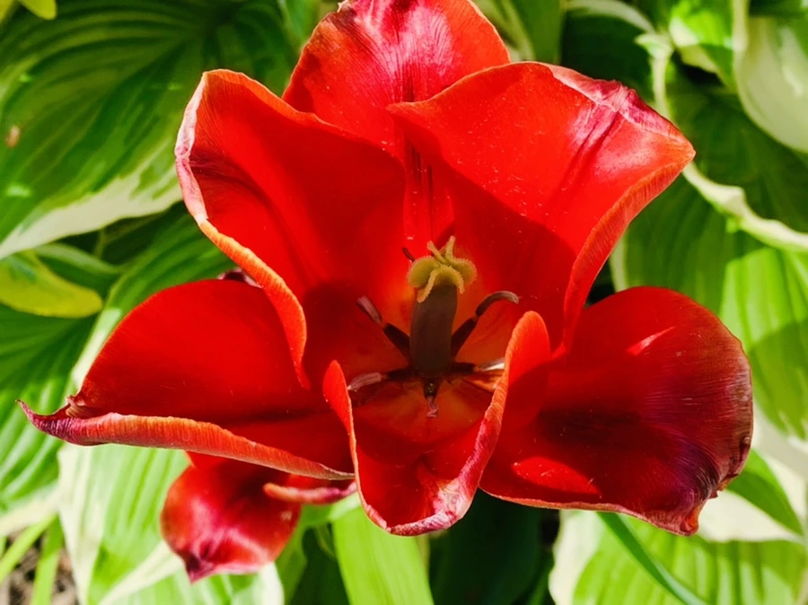 IMG_1092.jpg?type=w966