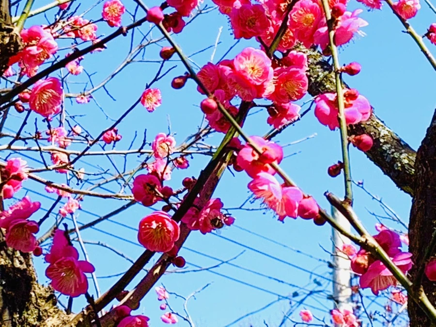 IMG_3021.jpg?type=w966