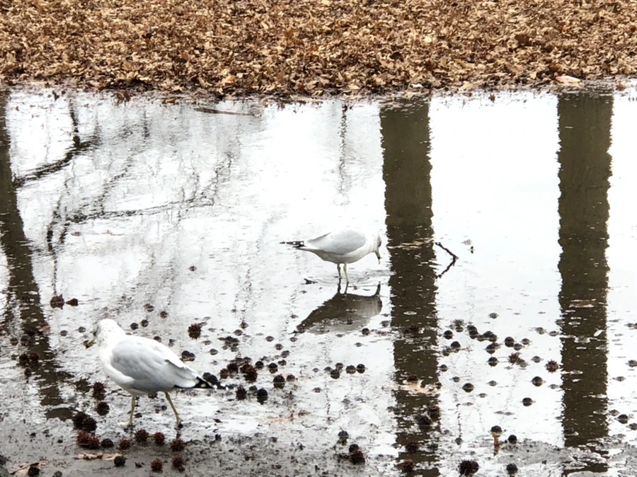 IMG_9409.jpg?type=w966