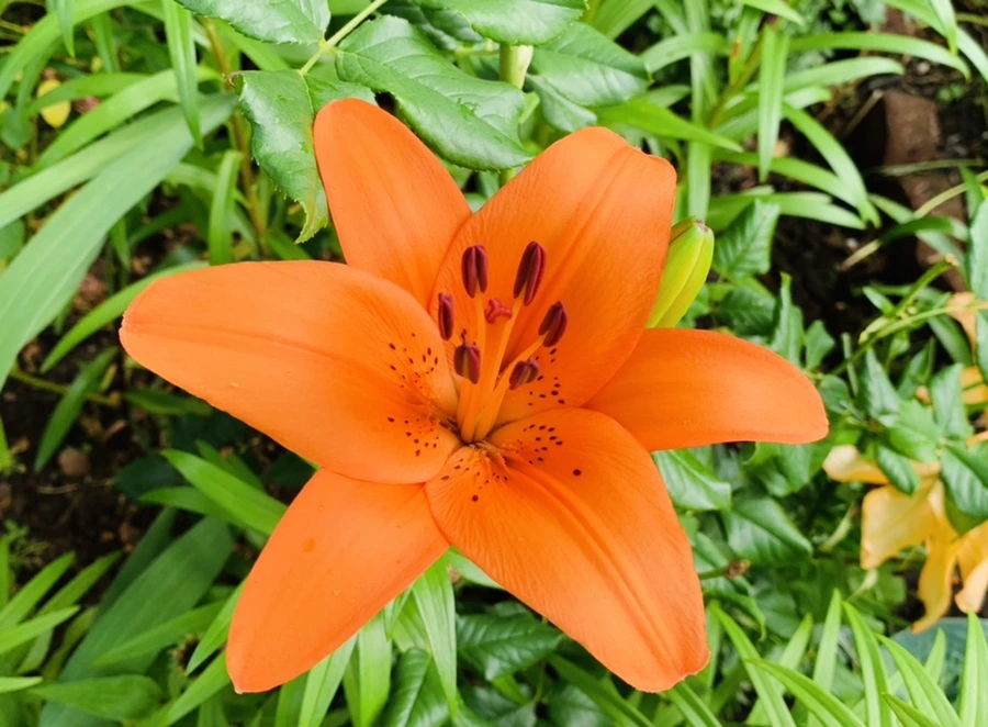 IMG_7285.jpg?type=w966