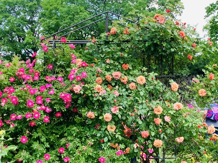 IMG_5829.jpg?type=w966