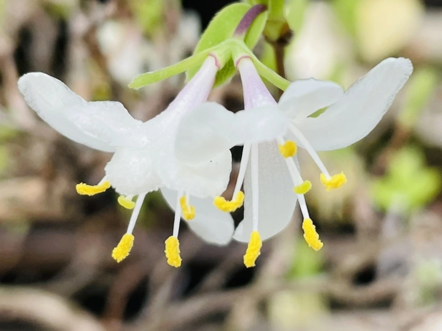 IMG_4192.jpg?type=w966