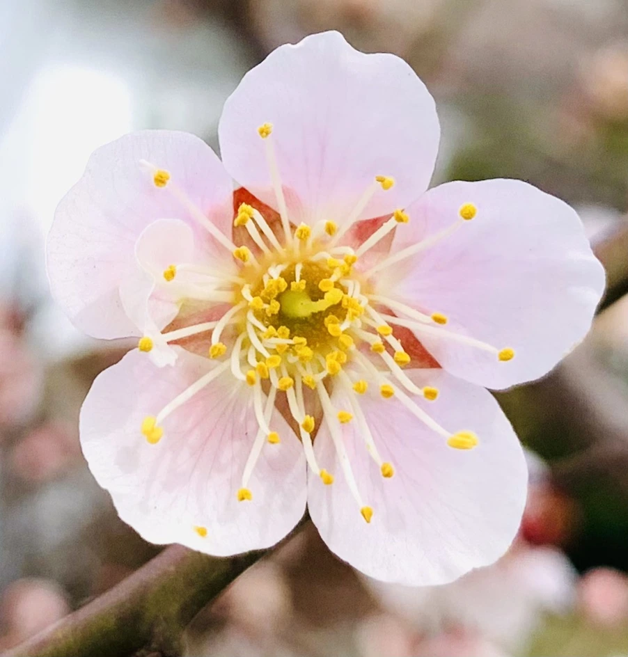 IMG_0487.jpg?type=w966