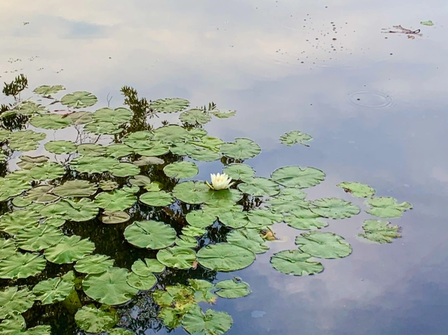 IMG_1840.jpg?type=w966