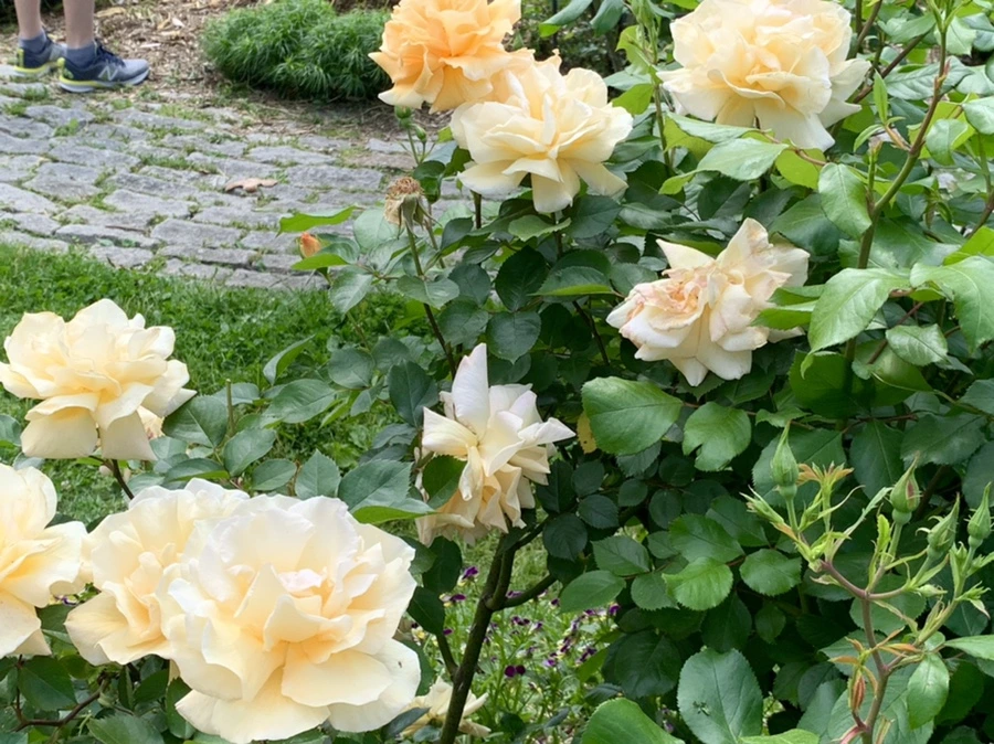 IMG_5753.jpg?type=w966