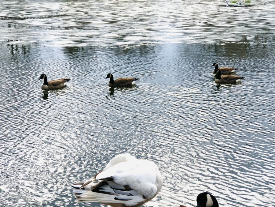 IMG_5094.jpg?type=w966