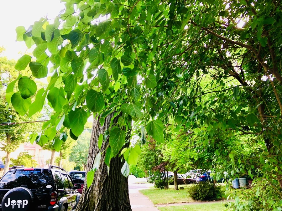 IMG_3681.jpg?type=w966