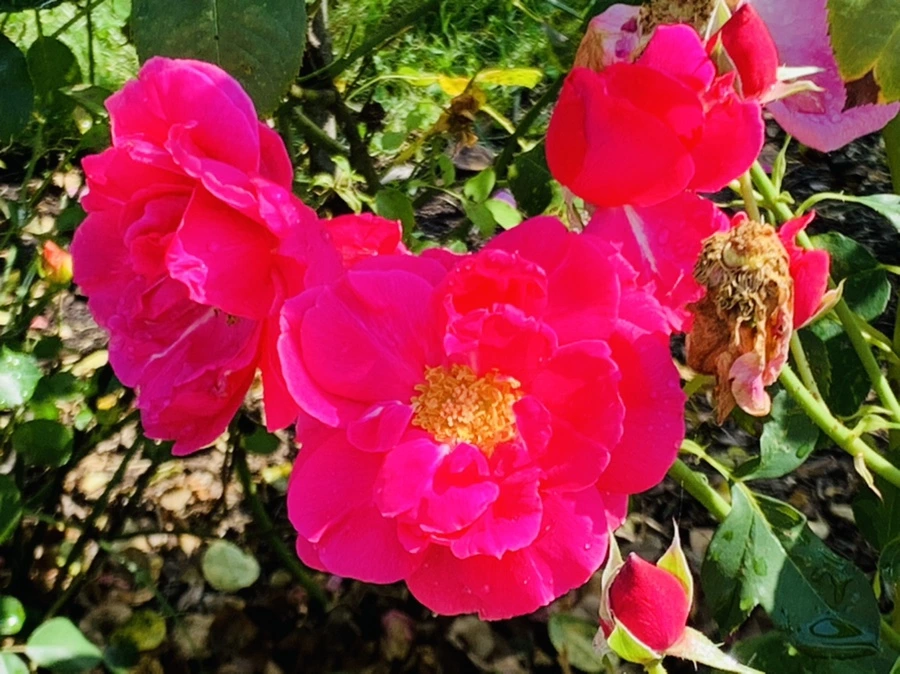 IMG_8445.jpg?type=w966