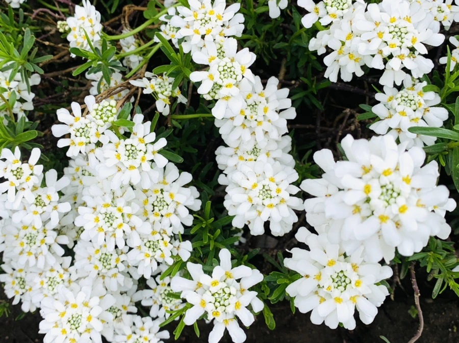 IMG_3828.jpg?type=w966