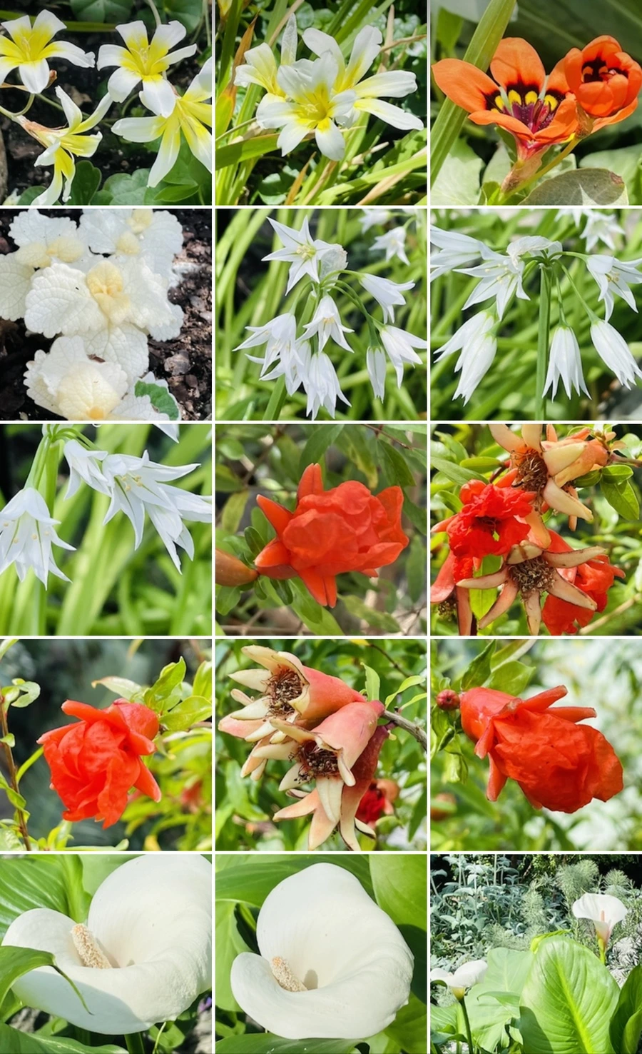 IMG_5414.jpg?type=w966