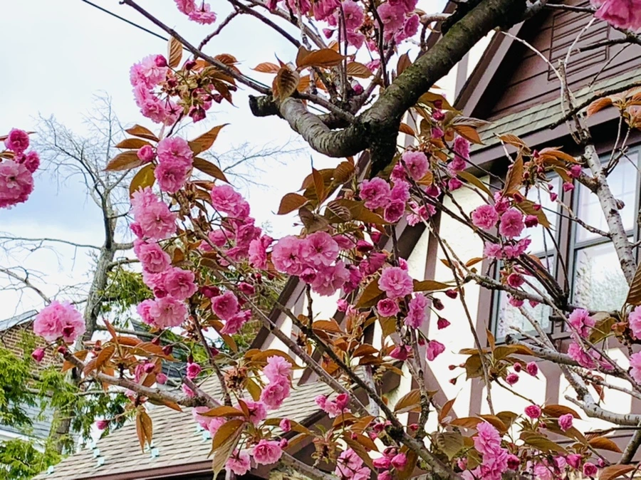 IMG_4363.jpg?type=w966