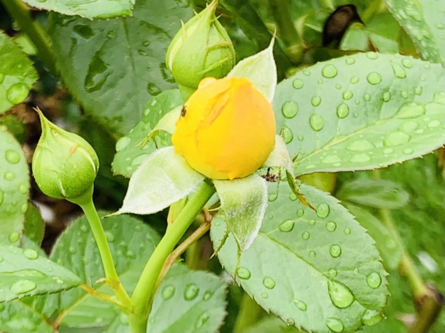 IMG_0966.jpg?type=w966