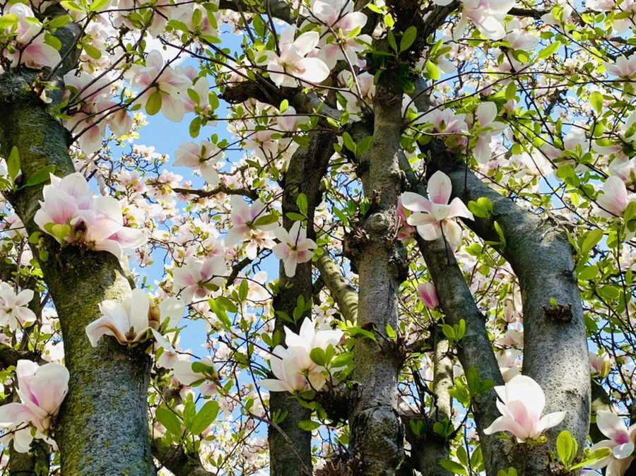 IMG_3933.jpg?type=w966