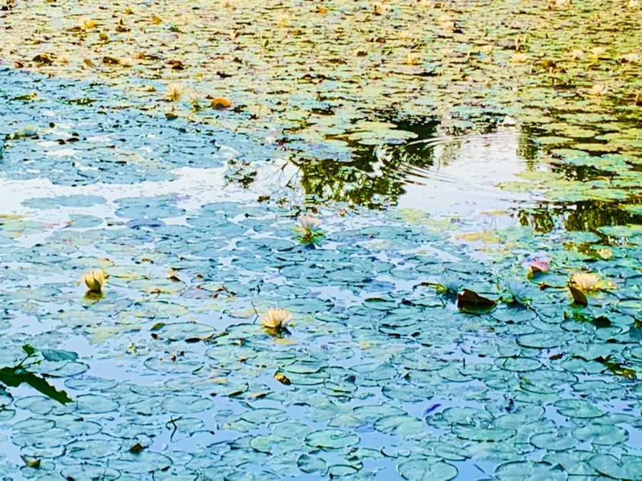 IMG_1063.jpg?type=w966