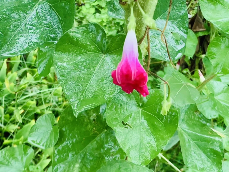 IMG_3812.jpg?type=w966