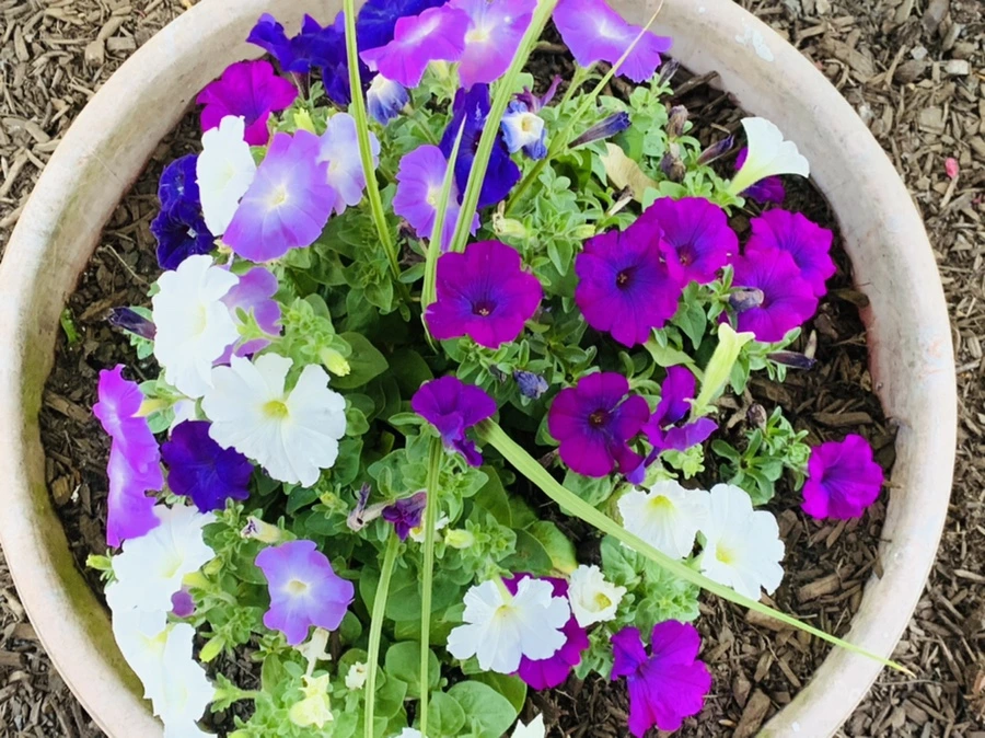 IMG_1918.jpg?type=w966