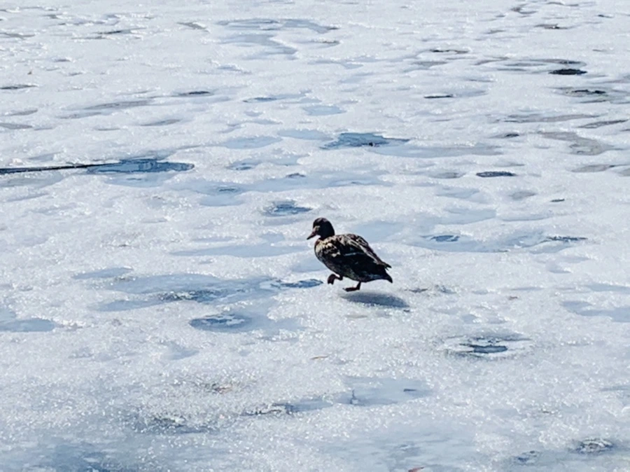 IMG_6878.jpg?type=w966