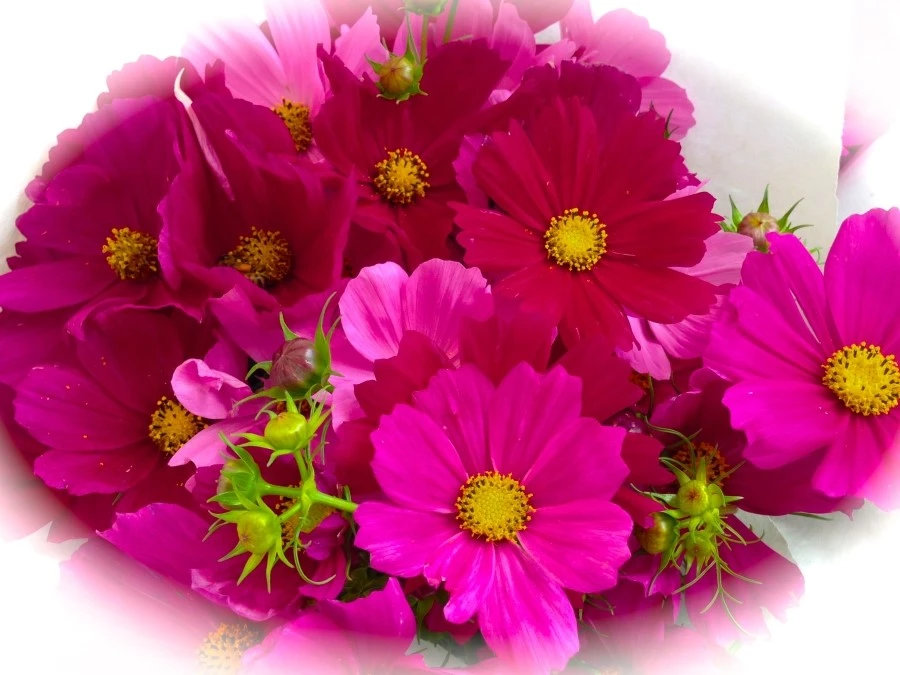 IMG_0764.JPG?type=w1