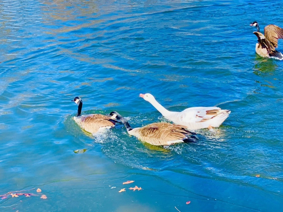 IMG_8257.jpg?type=w966