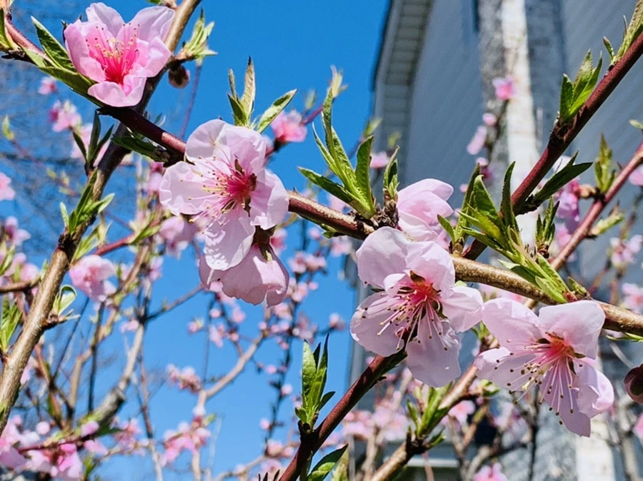 IMG_8151.jpg?type=w966