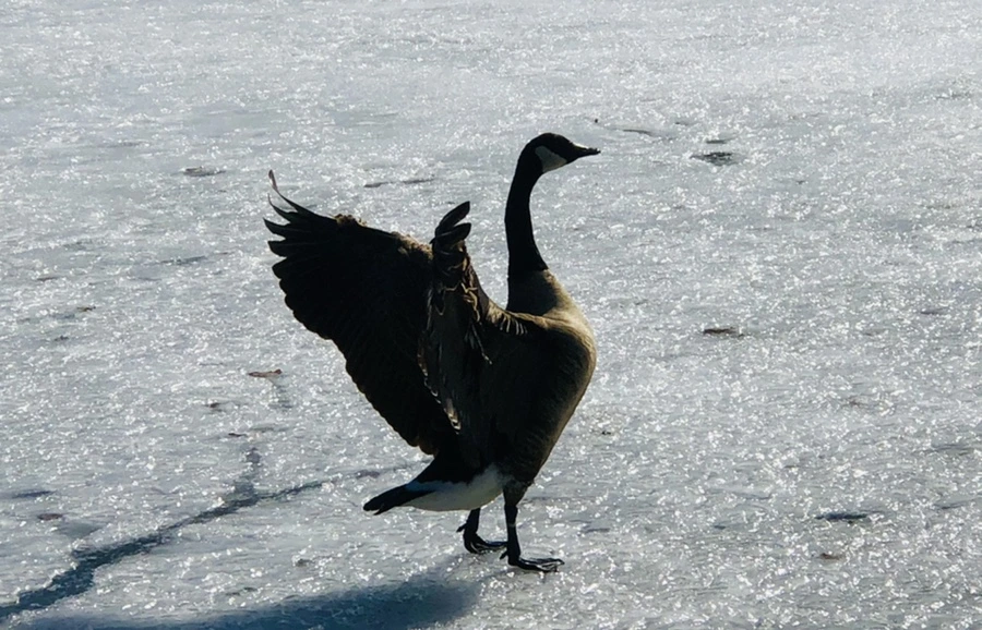 IMG_5457.jpg?type=w966