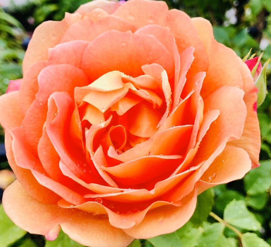 IMG_7512.jpg?type=w966