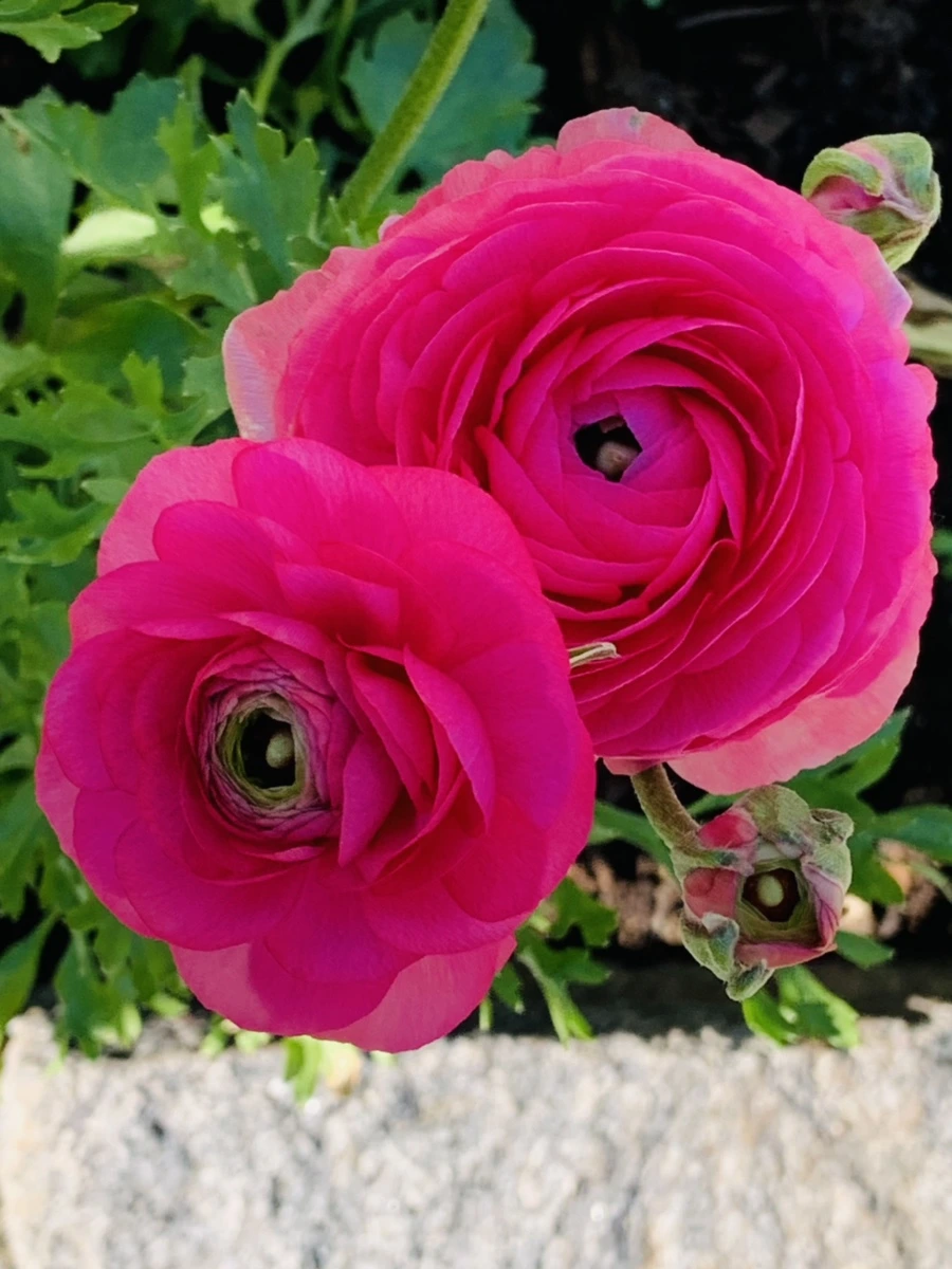 IMG_0639.jpg?type=w966