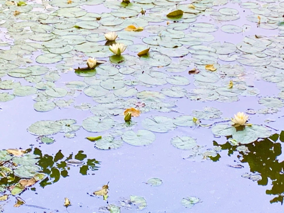 IMG_8586.jpg?type=w966