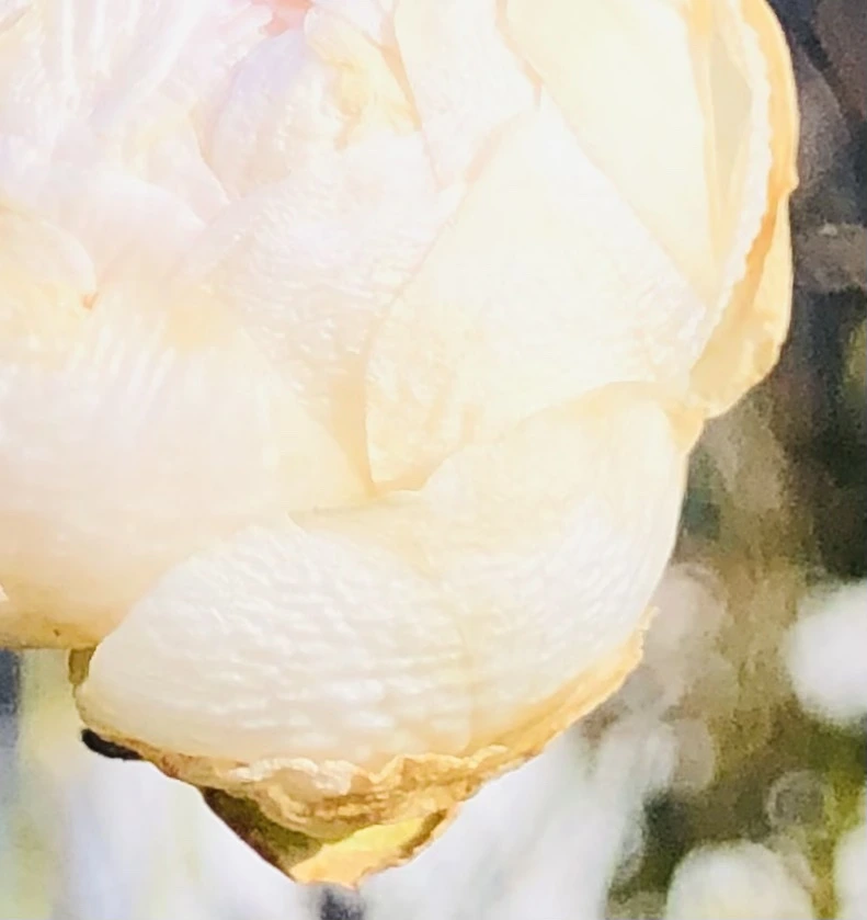 IMG_1389.jpg?type=w966