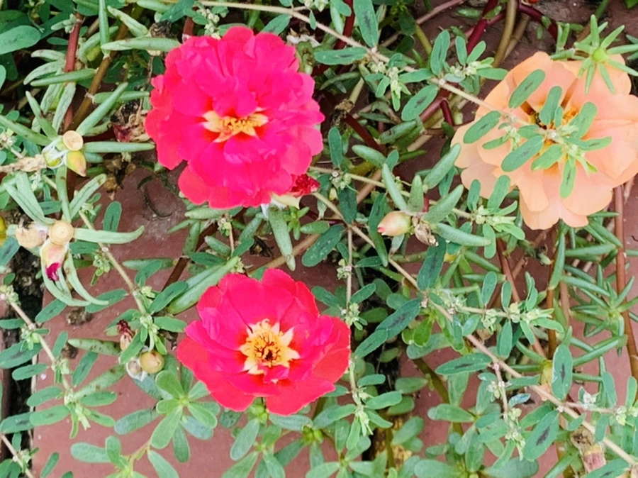 IMG_5909.jpg?type=w966