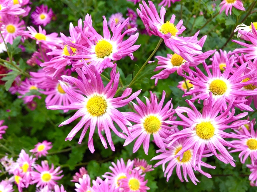 IMG_2556.jpg?type=w966