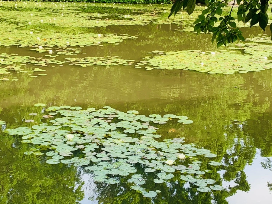 IMG_1111.jpg?type=w966