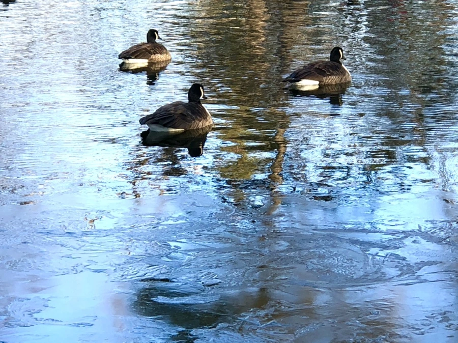 IMG_1406.jpg?type=w966