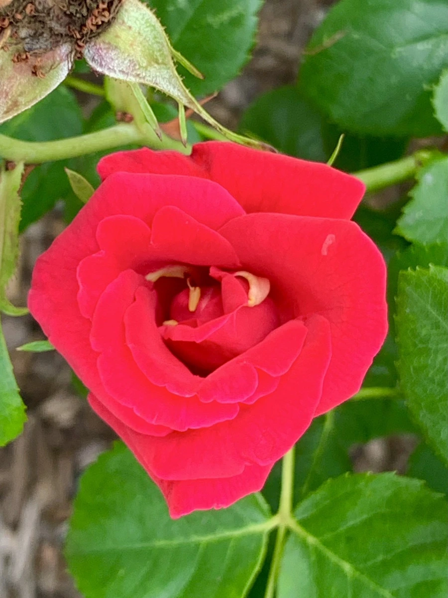 IMG_2701.jpg?type=w966