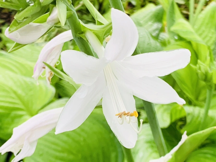 IMG_0907.jpg?type=w966