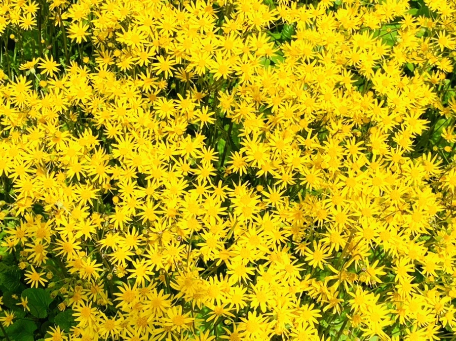 IMG_6899.jpg?type=w966