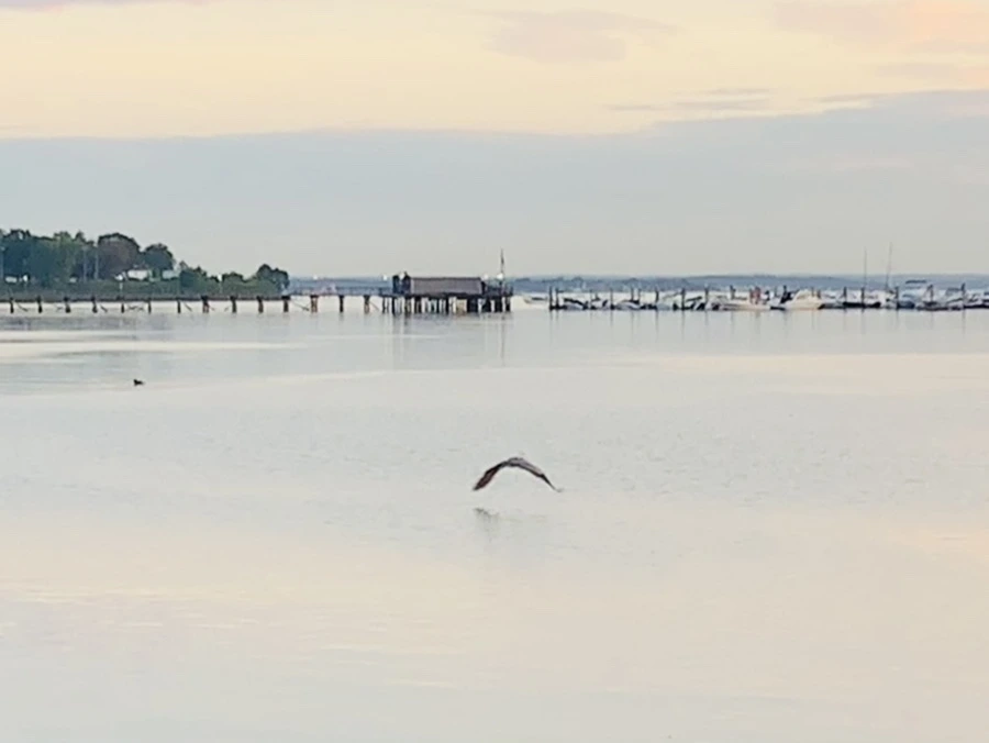 IMG_0950.jpg?type=w966