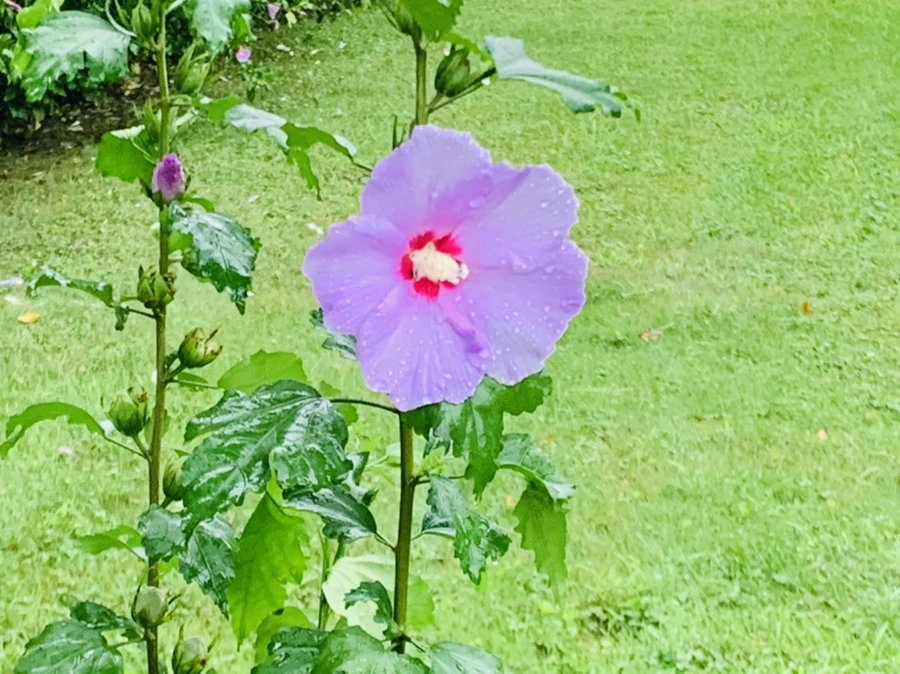 IMG_3742.jpg?type=w966