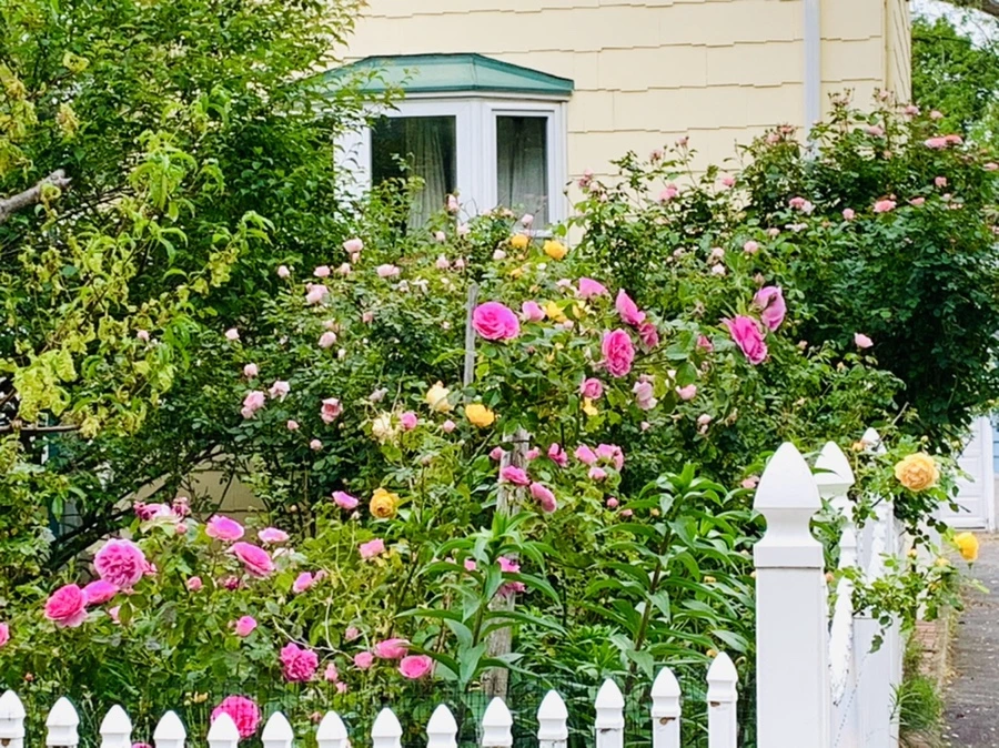 IMG_4860.jpg?type=w966