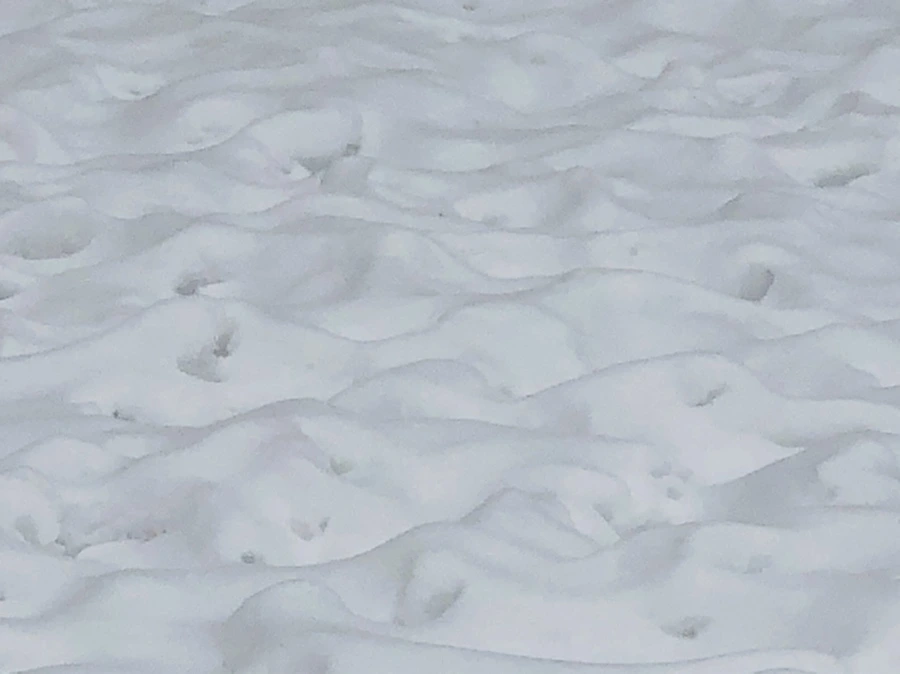 IMG_2354.jpg?type=w966