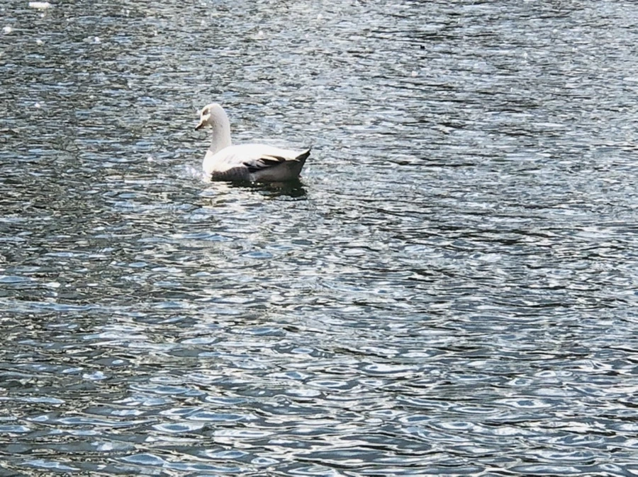 IMG_4372.jpg?type=w966