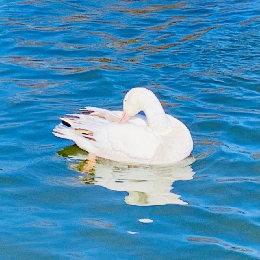 IMG_8911.jpg?type=w966