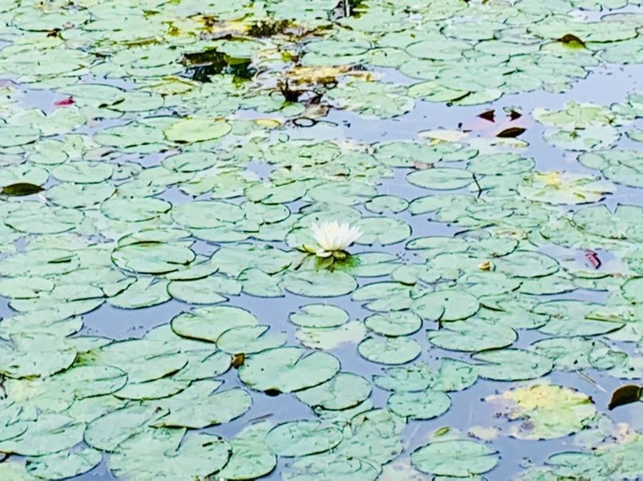 IMG_9138.jpg?type=w966