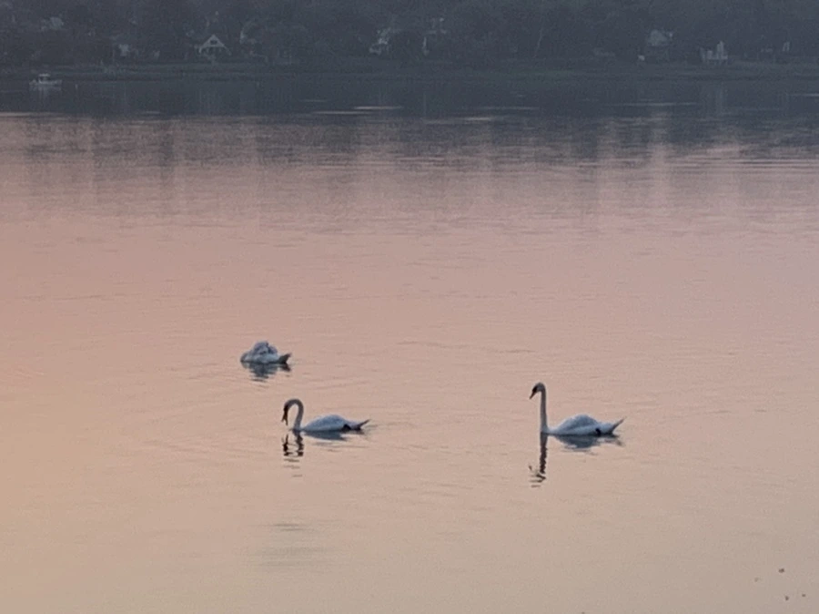 IMG_2024.jpg?type=w966