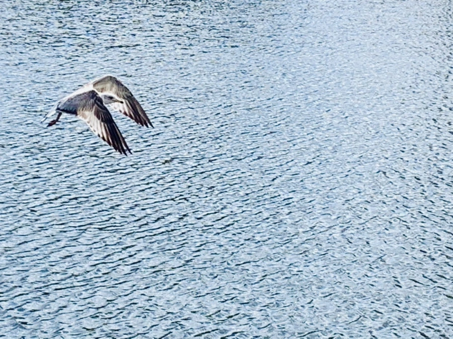 IMG_7278.jpg?type=w966