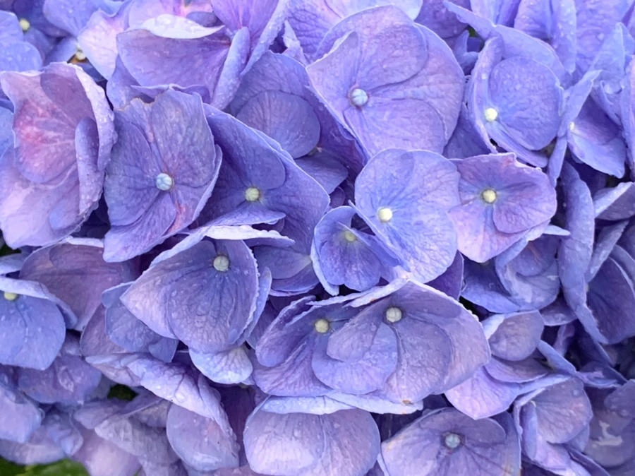 IMG_6193.jpg?type=w966