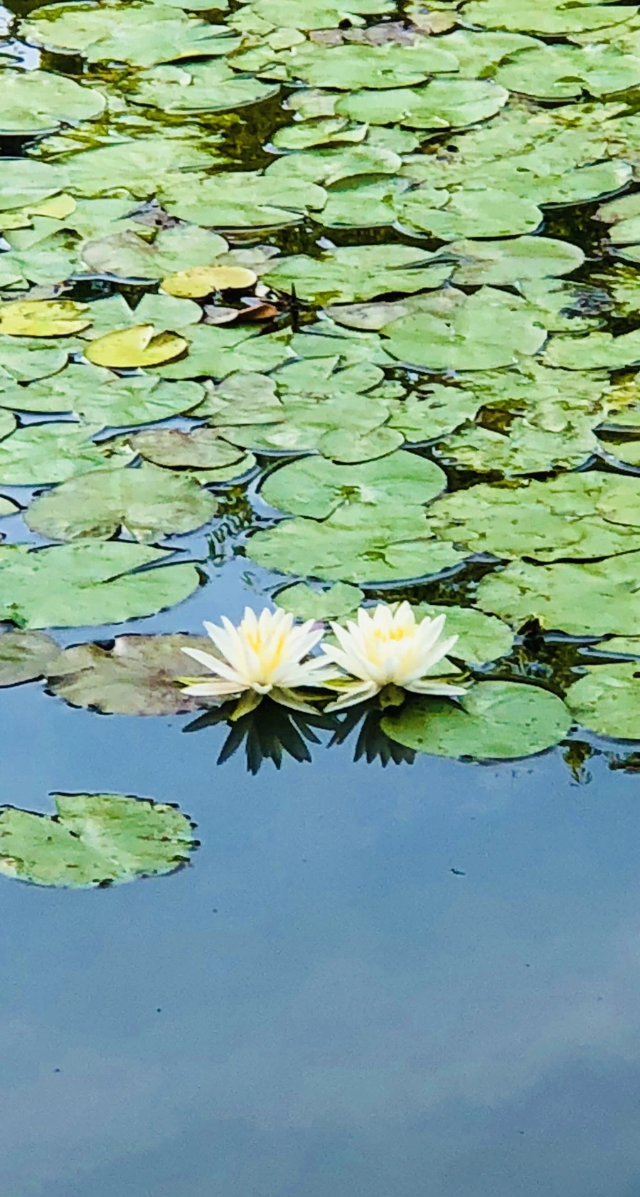 IMG_4933.jpg?type=w966