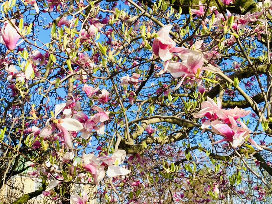 IMG_2682.jpg?type=w966