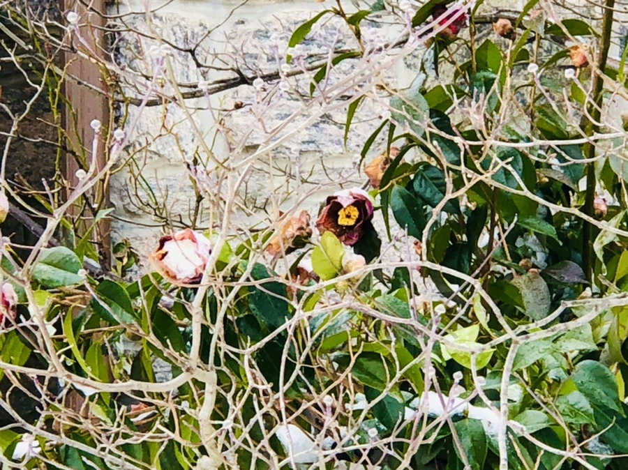 IMG_9087.jpg?type=w966