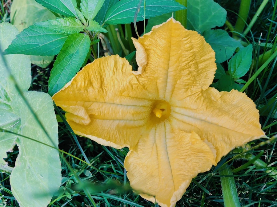 IMG_1102.jpg?type=w966